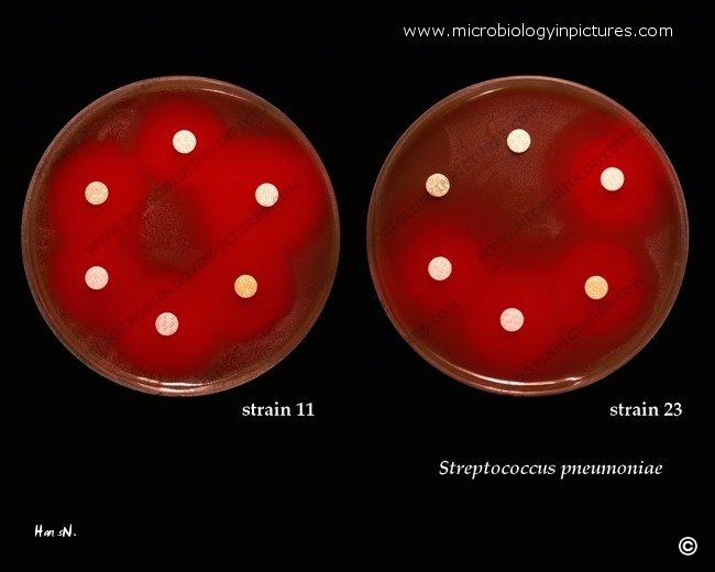 s.pneumoniae disk diffusion susceptibility tests